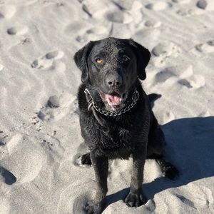 Meet your Posher, Wendy